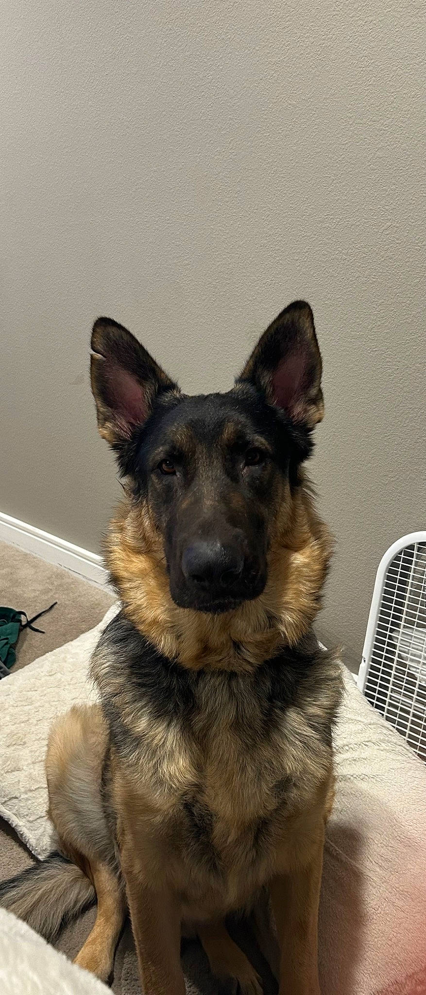 Dunkin is registered to the contest to win money with this photo: canidae, carnivore, companion_dog, dog, dog_breed, ear, east_european_shepherd, eye, fur, german_shepherd_dog, head, herding_dog, human_body, jaw, king_shepherd, old_german_shepherd_dog, snout, sporting_group, whiskers, working_dog