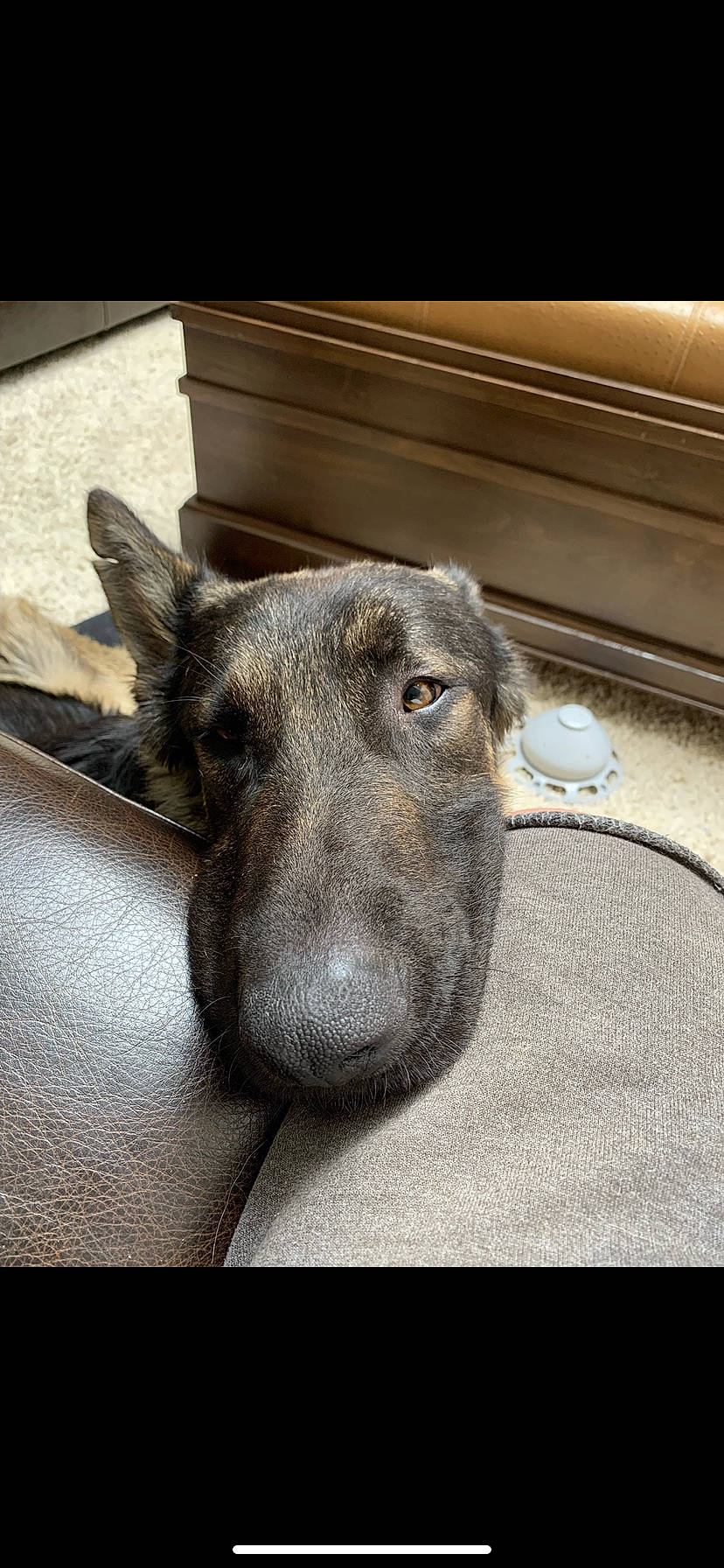 Dunkin joined the competition — help win amazing prizes! canidae, carnivore, comfort, companion_dog, dog, dog_breed, ear, fawn, flooring, fur, grey, liver, mammal, metal, paw, sporting_group, terrestrial_animal, vertebrate, whiskers, working_animal