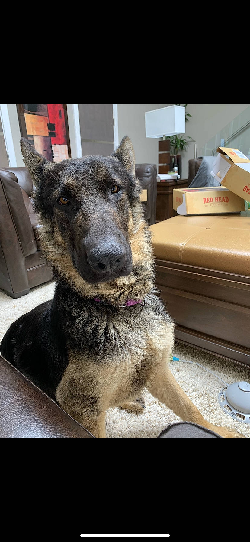 Dunkin is registered to the contest to win money with this photo: canidae, carnivore, collar, companion_dog, dog, dog_breed, dog_collar, east_european_shepherd, fawn, fur, german_shepherd_dog, guard_dog, pet_supply, snout, sporting_group, terrestrial_animal, whiskers, working_animal, working_dog