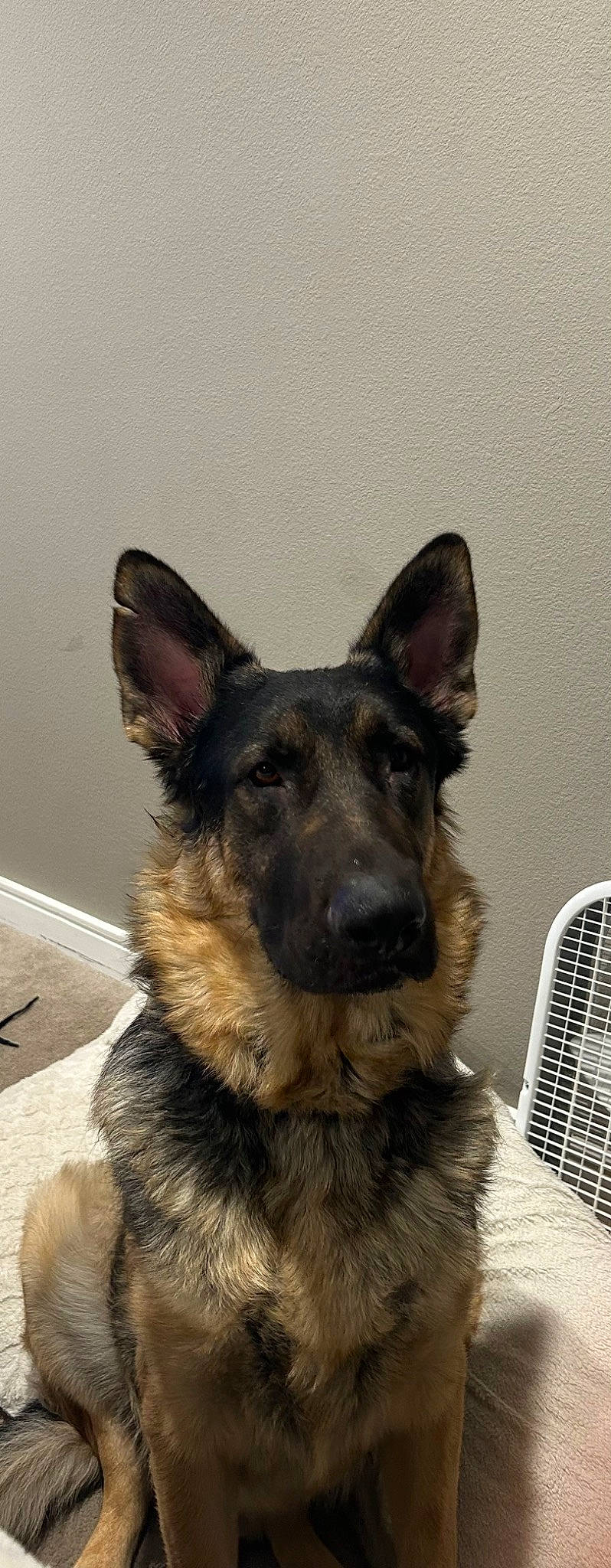 Dunkin is registered to the contest to win money with this photo: canidae, carnivore, chair, companion_dog, dog, dog_breed, east_european_shepherd, eye, fur, german_shepherd_dog, head, herding_dog, king_shepherd, old_german_shepherd_dog, snout, sporting_group, terrestrial_animal, working_animal, working_dog