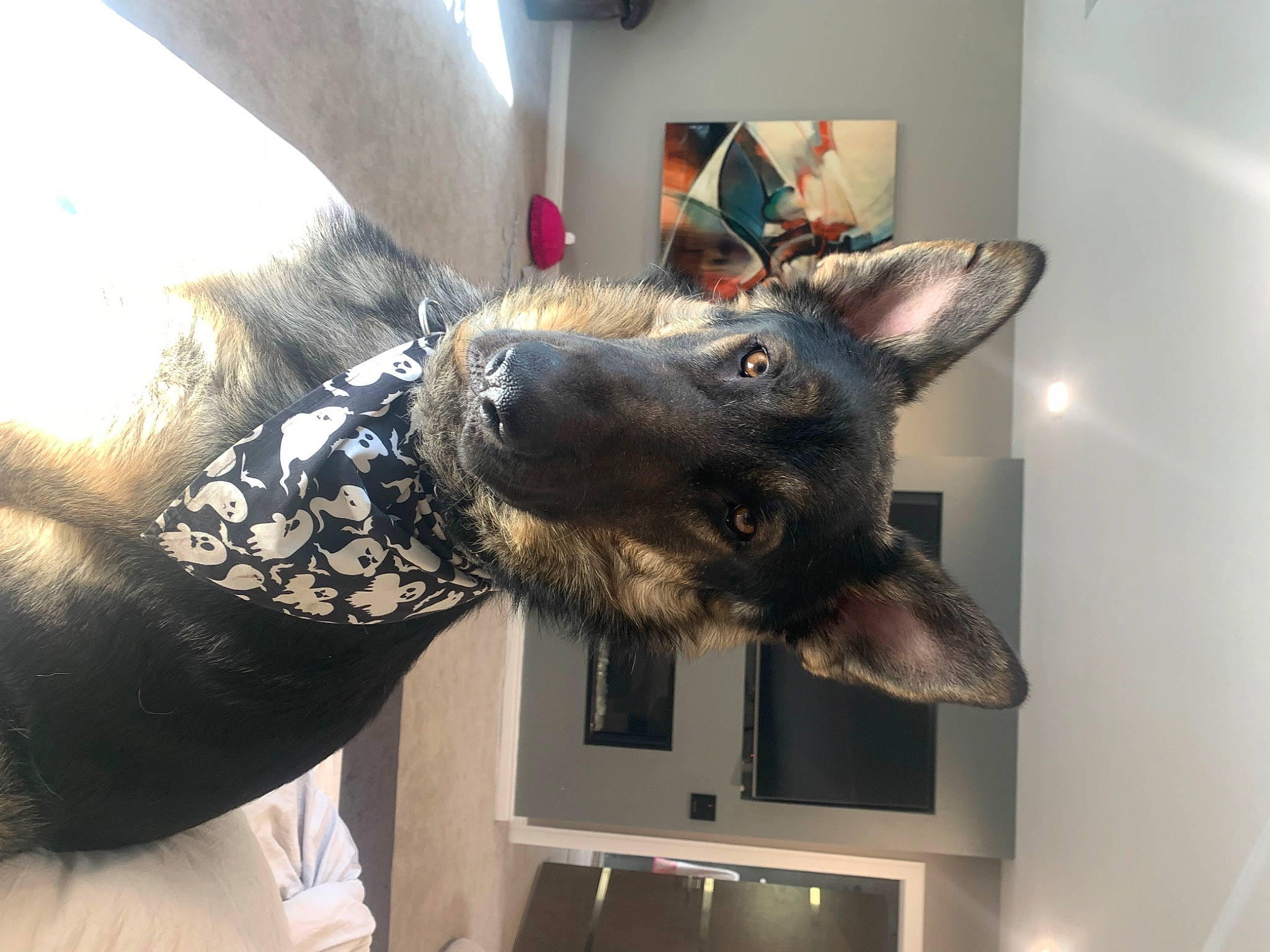 Dunkin is registered to the contest to win money with this photo: army, canidae, carnivore, collar, dog, dog_breed, ear, fawn, fur, german_shepherd_dog, gesture, guard_dog, herding_dog, military_camouflage, picture_frame, snout, sporting_group, whiskers, working_animal, working_dog