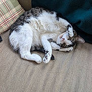 Crash joined the competition — help win amazing prizes! cat, tabby, white_fur, pet, couch, plaid_pillow, blanket, indoor, relaxed, fur, paw, whiskers, animal, cute, feline, resting, cozy, curled_up, playful, home