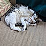 cat, tabby, white_fur, pet, couch, plaid_pillow, blanket, indoor, relaxed, fur, paw, whiskers, animal, cute, feline, resting, cozy, curled_up, playful, home