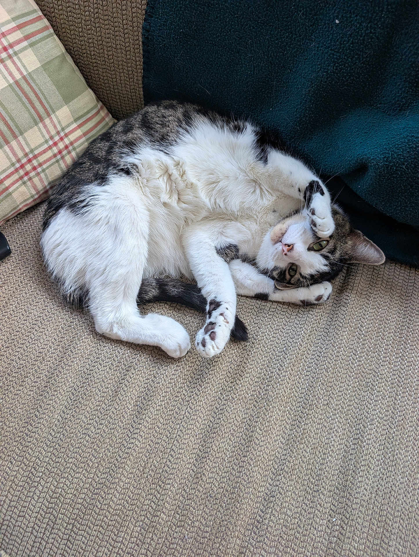 Crash joined the competition — help win amazing prizes! cat, tabby, white_fur, pet, couch, plaid_pillow, blanket, indoor, relaxed, fur, paw, whiskers, animal, cute, feline, resting, cozy, curled_up, playful, home