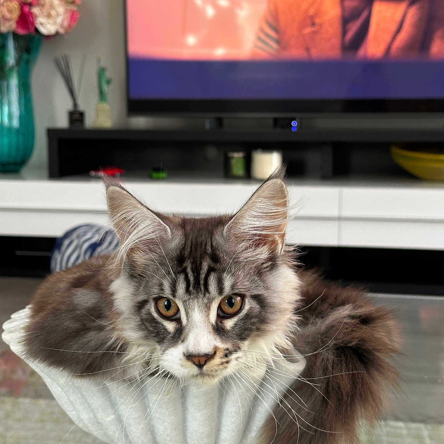 Zeus is registered to the contest to win money with this photo: animal, cat, closeup, cozy, cute, decor, eyes, flowers, fluffy, fur, furniture, glass_bowl, indoor, living_room, pet, relaxing, table, television, vase, whiskers