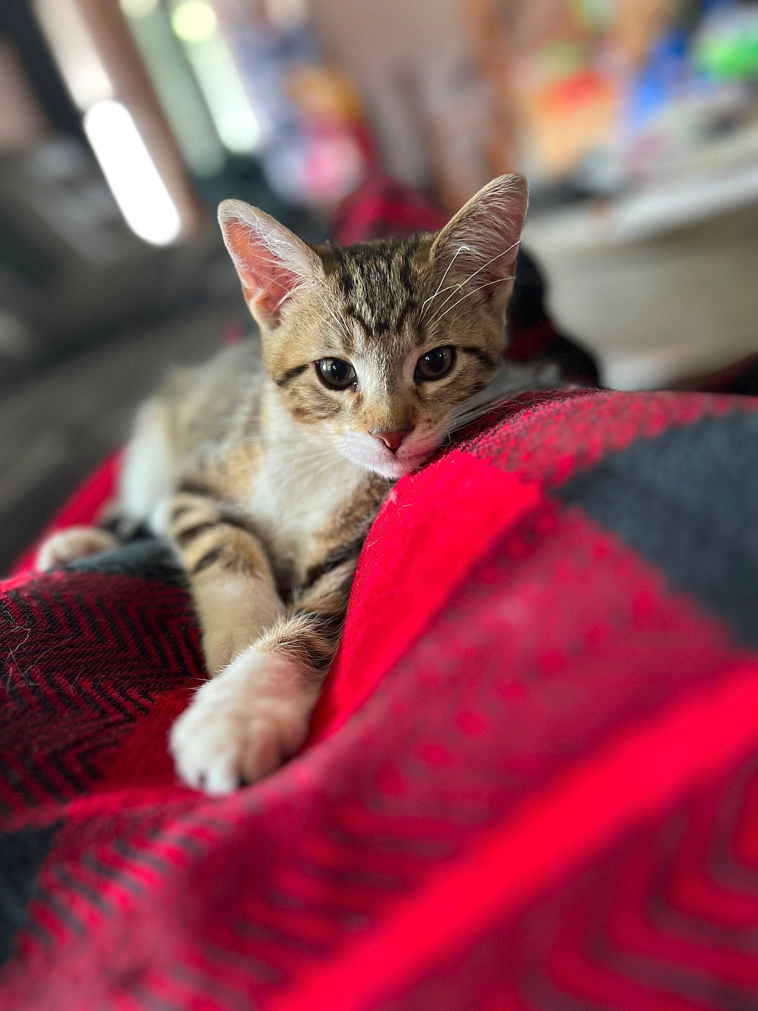 Astro joined the competition — help win amazing prizes! carnivore, cat, cat_supply, claw, comfort, domestic_short_haired_cat, felidae, fur, linens, magenta, paw, sitting, small_to_medium_sized_cats, snout, terrestrial_animal, tree, whiskers, wildlife