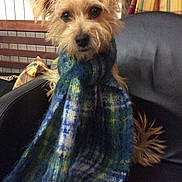 Yoric participe au concours pour gagner de l'argent avec cette photo : animal, blanket, canine, clothing, couch, cushion, dog, face, furniture, head, homedecor, knitwear, person, pet, photography, portrait, puppy, scarf, sweater, terrier
