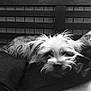 Yoric a rejoint le concours — aidez-le/la à gagner de superbes lots ! animal, bed, bedroom, canine, chair, couch, cushion, dog, furniture, homedecor, indoors, linen, person, pet, pillow, poodle, puppy, room, sleeping, terrier