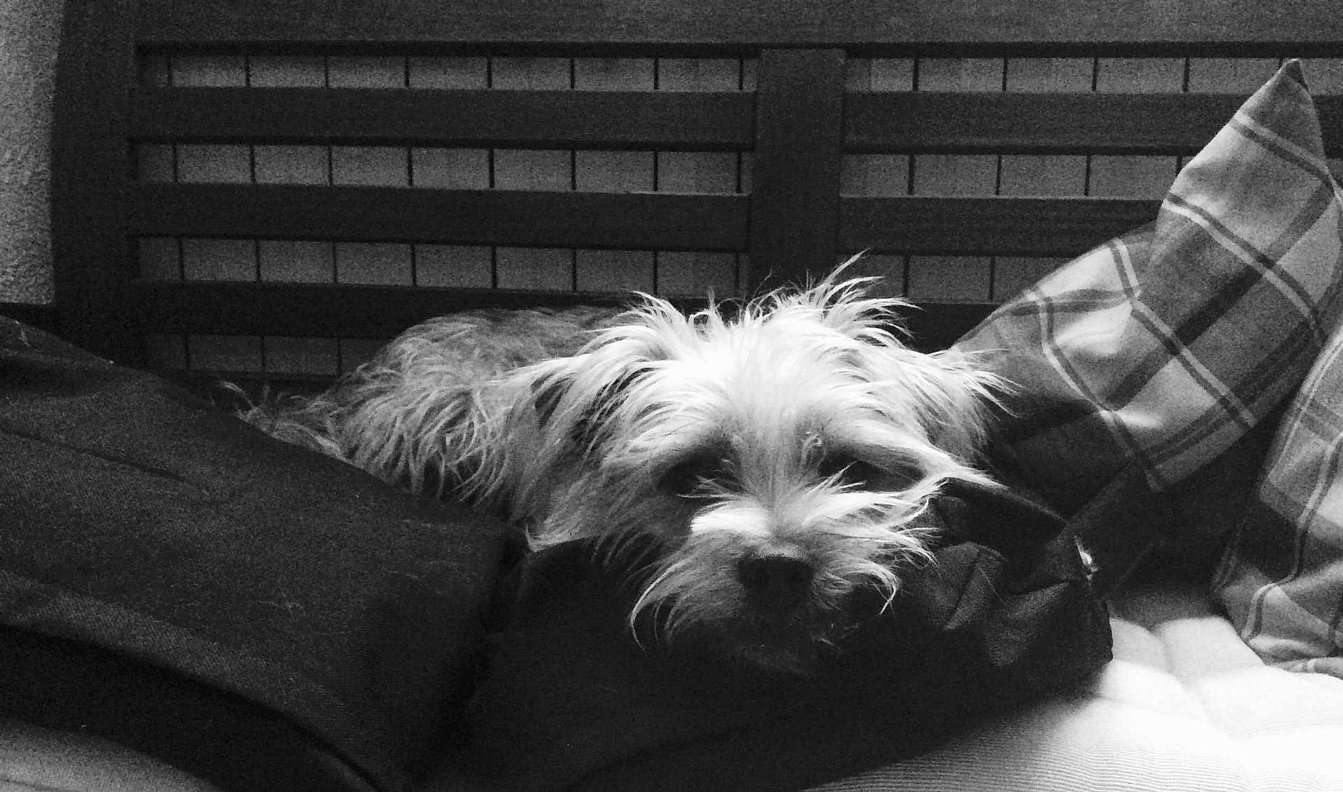 Yoric a rejoint le concours — aidez-le/la à gagner de superbes lots ! animal, bed, bedroom, canine, chair, couch, cushion, dog, furniture, homedecor, indoors, linen, person, pet, pillow, poodle, puppy, room, sleeping, terrier