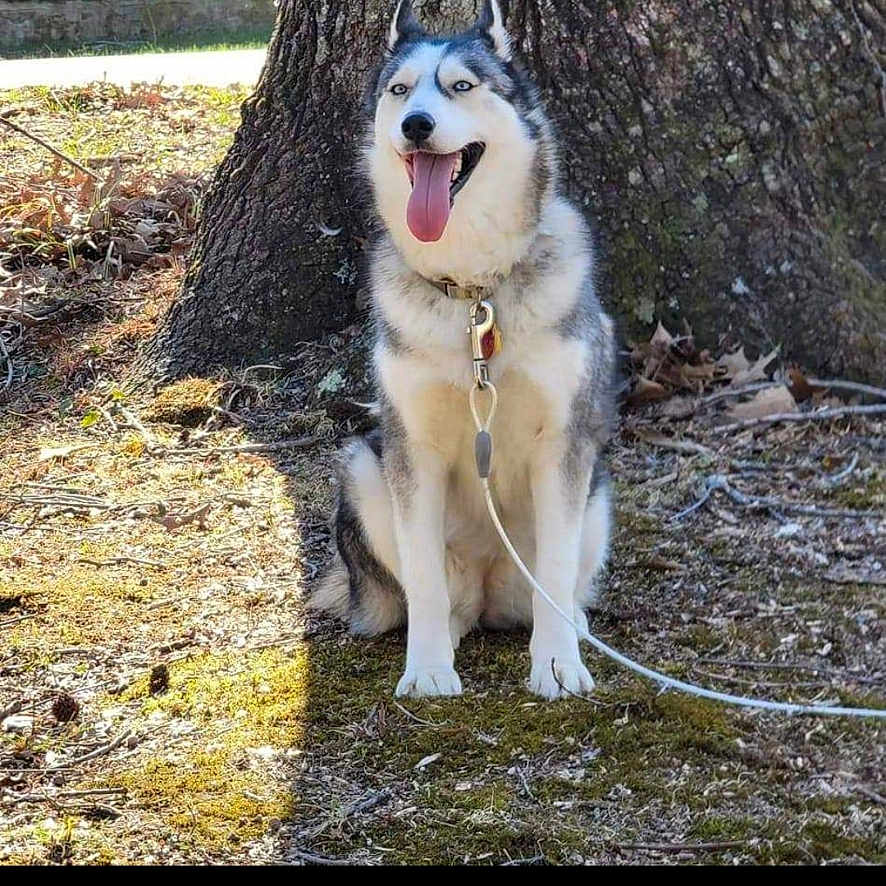 Frannie is registered to the contest to win money with this photo: accessories, animal, bodypart, canine, dog, eskimodog, husky, leash, mouth, nature, outdoors, person, pet, puppy, rock, snout, snow, strap, tongue, whitedog