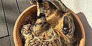 Choubis participe au concours pour gagner de l'argent avec cette photo : animal, cat, curled_up, dry_leaves, ears, feline, flower_pot, nature, outdoor, paw, pet, playful, relaxed, shadow, stretching, sunlight, tabby, wall, whiskers, wooden_deck