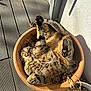 animal, cat, curled_up, dry_leaves, ears, feline, flower_pot, nature, outdoor, paw, pet, playful, relaxed, shadow, stretching, sunlight, tabby, wall, whiskers, wooden_deck