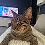 Choubis participe au concours pour gagner de l'argent avec cette photo : animal, blanket, cat, closeup, comfort, cozy, ears, feline, fur, home, indoor, living_room, paws, pet, relaxing, resting, sleepy, tabby, texture, whiskers