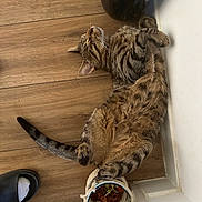 Choubis participe au concours pour gagner de l'argent avec cette photo : basket, cat, corner, domestic_animal, dried_flowers, flooring, footwear, indoor, paw, pet, relaxed, resting, sleeping, slipper, sock, striped_fur, tabby_cat, tail, wall, wooden_floor
