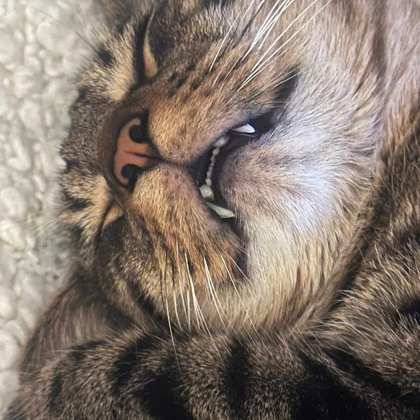 Choubis participe au concours pour gagner de l'argent avec cette photo : animal, cat, close_up, cozy, cute, face, feline, fur, indoor, muzzle, nap, pet, relaxed, resting, sleeping, soft, tabby, teeth, texture, whiskers