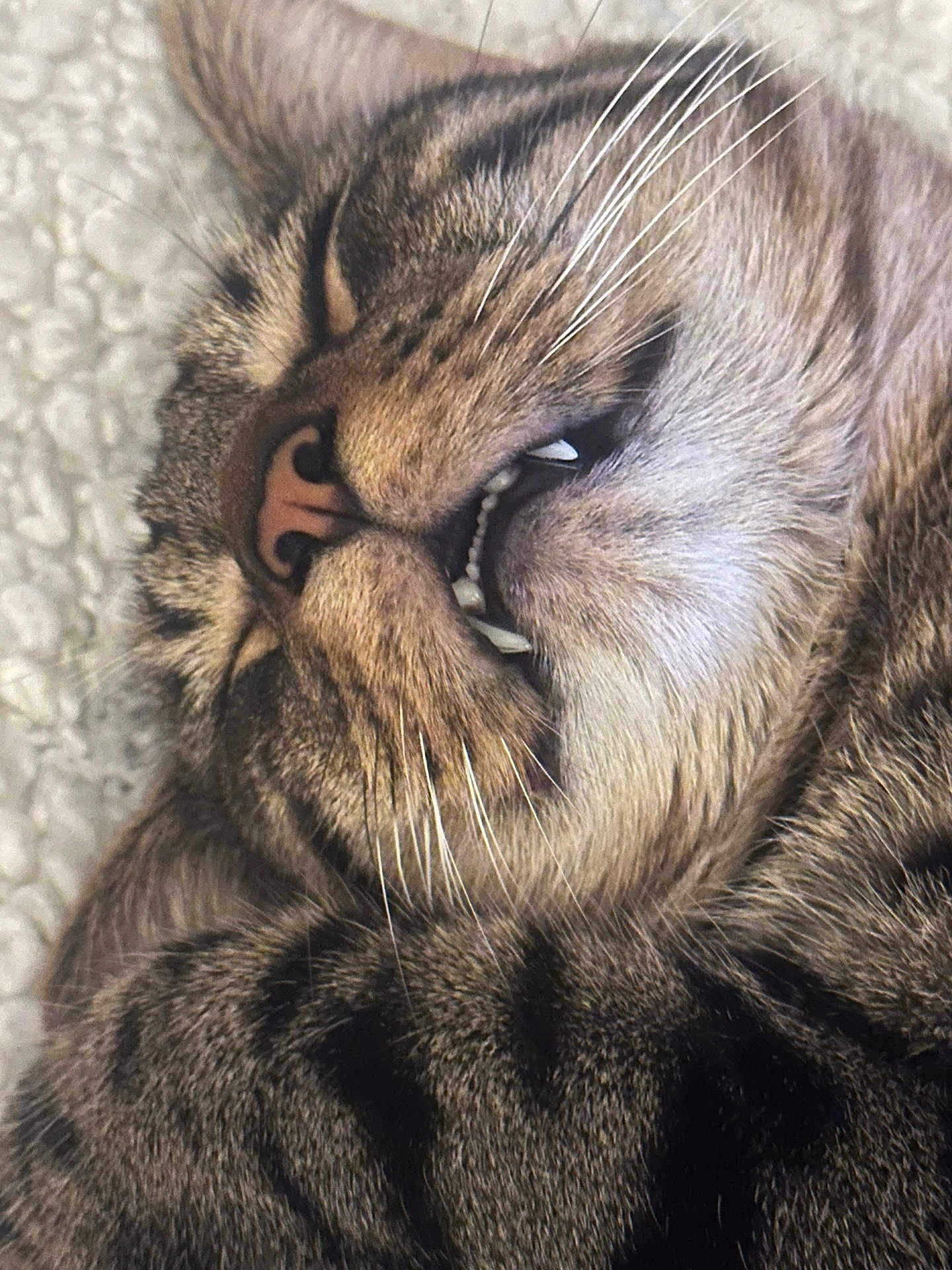 Choubis participe au concours pour gagner de l'argent avec cette photo : animal, cat, close_up, cozy, cute, face, feline, fur, indoor, muzzle, nap, pet, relaxed, resting, sleeping, soft, tabby, teeth, texture, whiskers