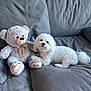 Lulu is registered to the contest to win money with this photo: dog, plush_toy, teddy_bear, couch, gray, fluffy, pet, indoor, relaxing, cute, fur, animal, companion, soft, home, living_room, toy, friendship, comfort, seated