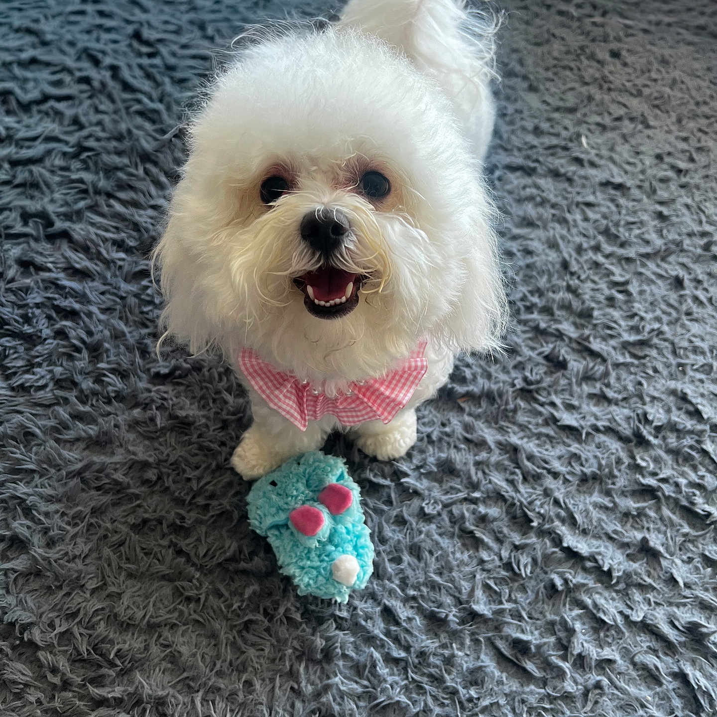 Lulu joined the competition — help win amazing prizes! animal, bow_tie, canine, carpet, cute, dog, fluffy, front_view, fur, gray_rug, happy, indoor, pet, pink_bow, playing, plush_toy, small_dog, smiling, toy, white_dog