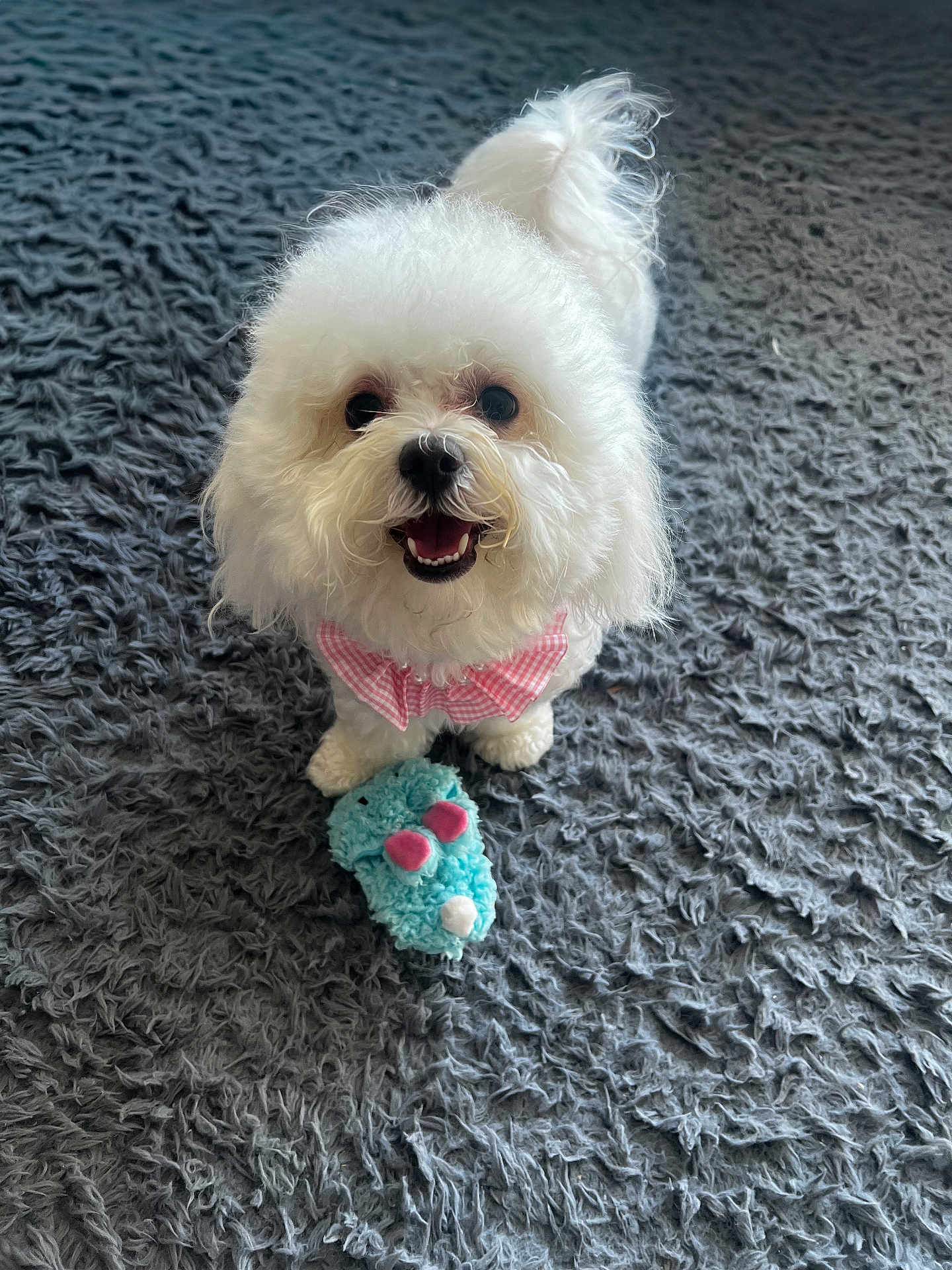 Lulu joined the competition — help win amazing prizes! dog, white_dog, fluffy, toy, plush_toy, pink_bow, bow_tie, carpet, gray_rug, pet, happy, cute, smiling, indoor, small_dog, canine, fur, animal, playing, front_view