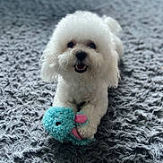 Lulu is registered to the contest to win money with this photo: dog, white_dog, fluffy, toy, plush_toy, blue_toy, pink_ears, carpet, rug, indoor, pet, cute, playful, animal, canine, smiling, lying_down, front_paws, close_up, happy