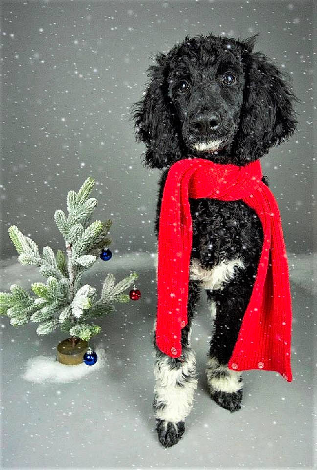 Kobe joined the competition — help win amazing prizes! art, canidae, carmine, carnivore, companion_dog, dog, dog_breed, dog_supply, event, fur, illustration, outerwear, painting, snout, snow, sporting_group, tail, water_dog, winter, working_animal