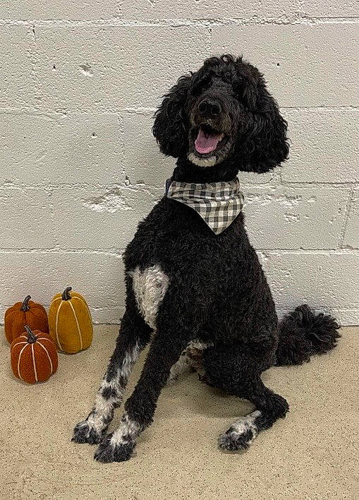 Kobe is registered to the contest to win money with this photo: calabaza, canidae, carnivore, companion_dog, dog, dog_breed, dog_collar, dog_supply, fur, gourd, non_sporting_group, pet_supply, pumpkin, sporting_group, terrestrial_animal, toy_dog, water_dog, working_animal