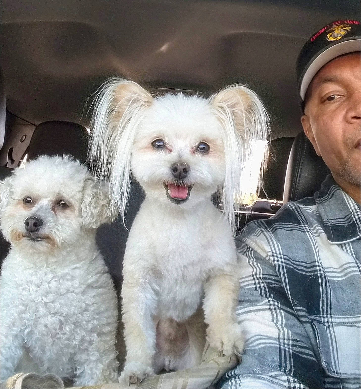 Rory joined the competition — help win amazing prizes! baseball_cap, canidae, cap, carnivore, companion_dog, dog, dog_breed, fur, happy, hat, love, maltepoo, non_sporting_group, puppy_love, small_terrier, snout, sporting_group, tartan, terrier, toy_dog