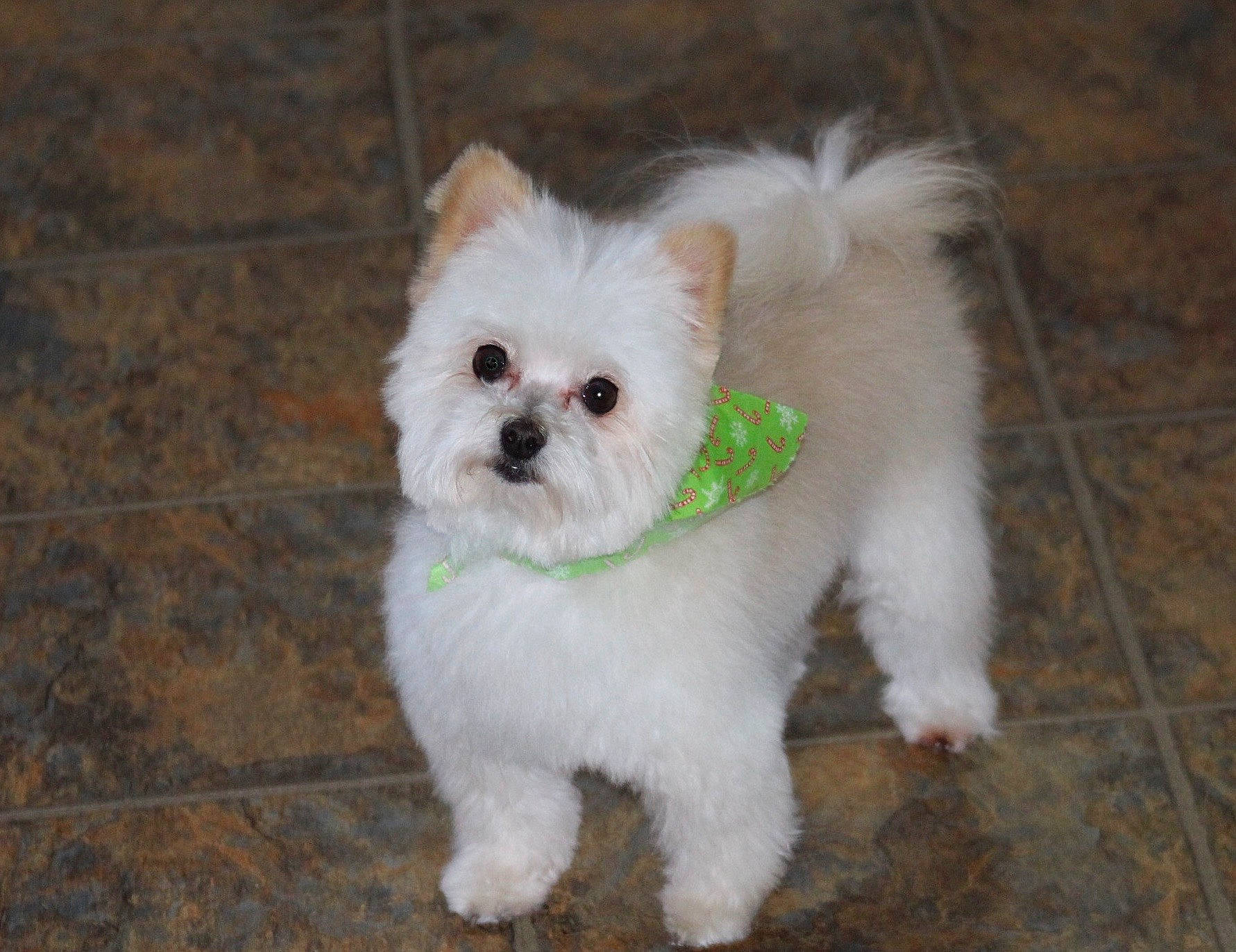 Rory joined the competition — help win amazing prizes! canidae, carnivore, collar, companion_dog, dog, dog_breed, dog_collar, dog_supply, fashion_accessory, fawn, fur, maltepoo, small_terrier, snout, sporting_group, tail, terrier, toy_dog, whiskers, working_animal