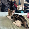 Lotus participe au concours pour gagner de l'argent avec cette photo : kitten, cat, tabby, bed, bedding, backpack, suitcase, shelf, clothing, room, indoor, pet, feline, resting, curious, young_animal, fur, ears, whiskers, domestic_animal