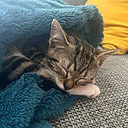 Lotus a rejoint le concours — aidez-le/la à gagner de superbes lots ! kitten, cat, sleeping, blanket, blue_blanket, couch, gray_couch, yellow_pillow, cozy, nap, fur, whiskers, paw, indoor, pet, resting, cute, tabby, closeup, soft_texture