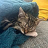kitten, cat, sleeping, blanket, blue_blanket, couch, gray_couch, yellow_pillow, cozy, nap, fur, whiskers, paw, indoor, pet, resting, cute, tabby, closeup, soft_texture