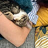 Lotus a rejoint le concours — aidez-le/la à gagner de superbes lots ! cat, sleeping, tabby, arm, blanket, striped_shirt, yellow_fabric, couch, cozy, resting, feline, fur, indoor, closeup, nap, person, comfort, soft_texture, relaxation, home