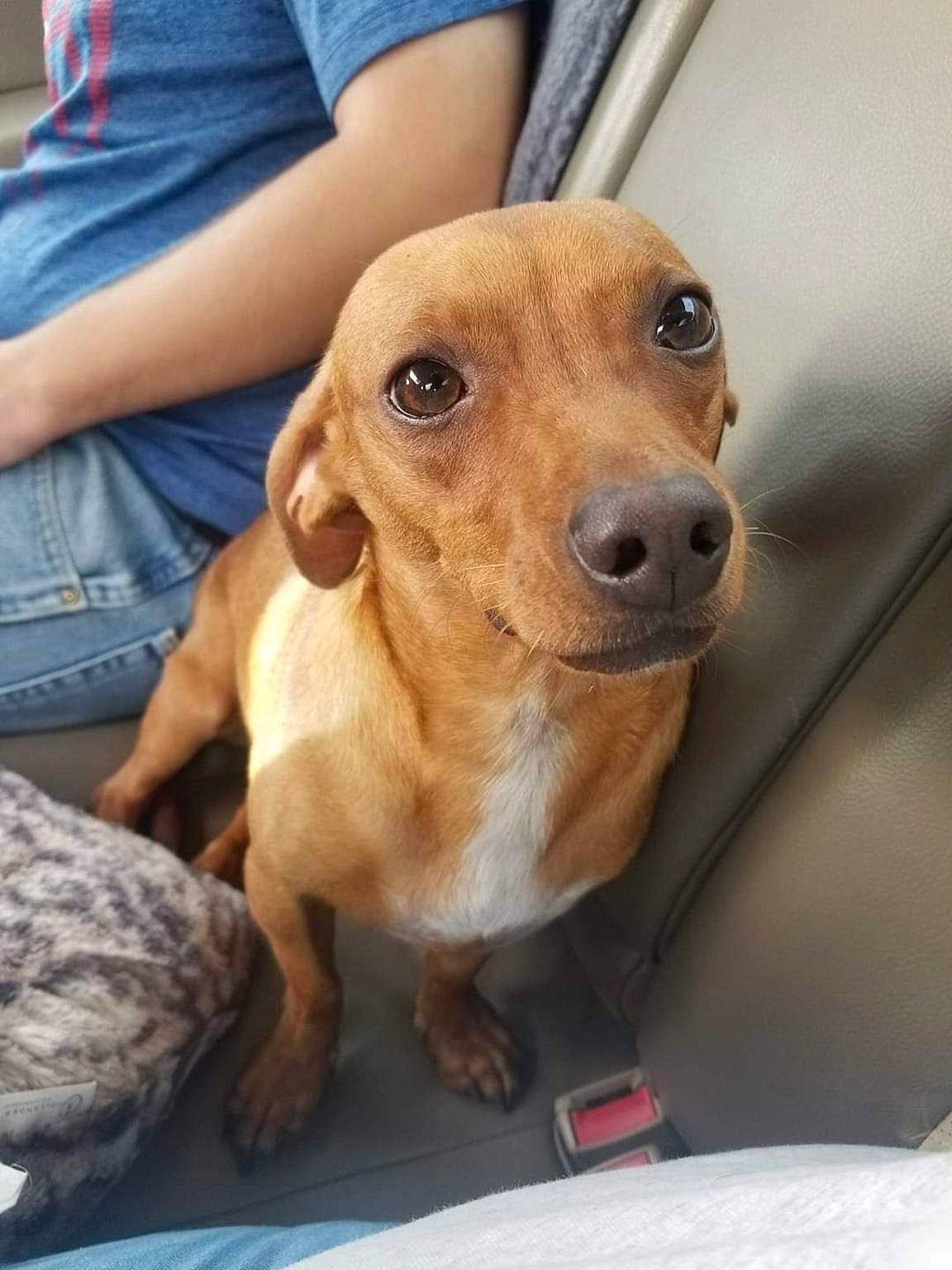 Ferdinand joined the competition — help win amazing prizes! canidae, carnivore, collar, companion_dog, denim, dog, dog_breed, ear, fawn, fur, head, hound, liver, pet_supply, puppy, selfie, snout, sporting_group, whiskers, working_animal