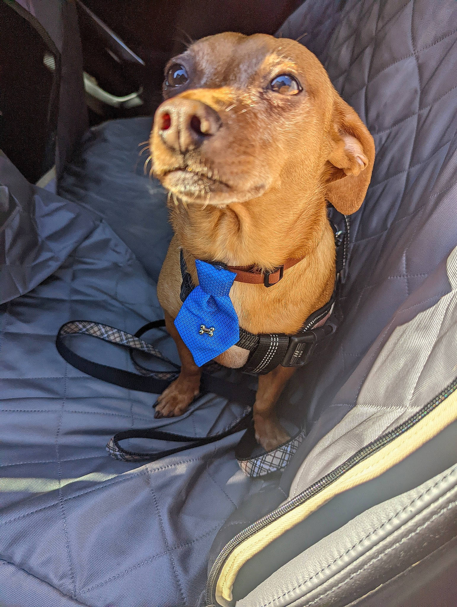Ferdinand joined the competition — help win amazing prizes! bag, canidae, car_seat, car_seat_cover, carnivore, collar, comfort, companion_dog, dog, dog_breed, dog_collar, dog_supply, electric_blue, fawn, gun_dog, hound, liver, sporting_group, vehicle_door, working_animal