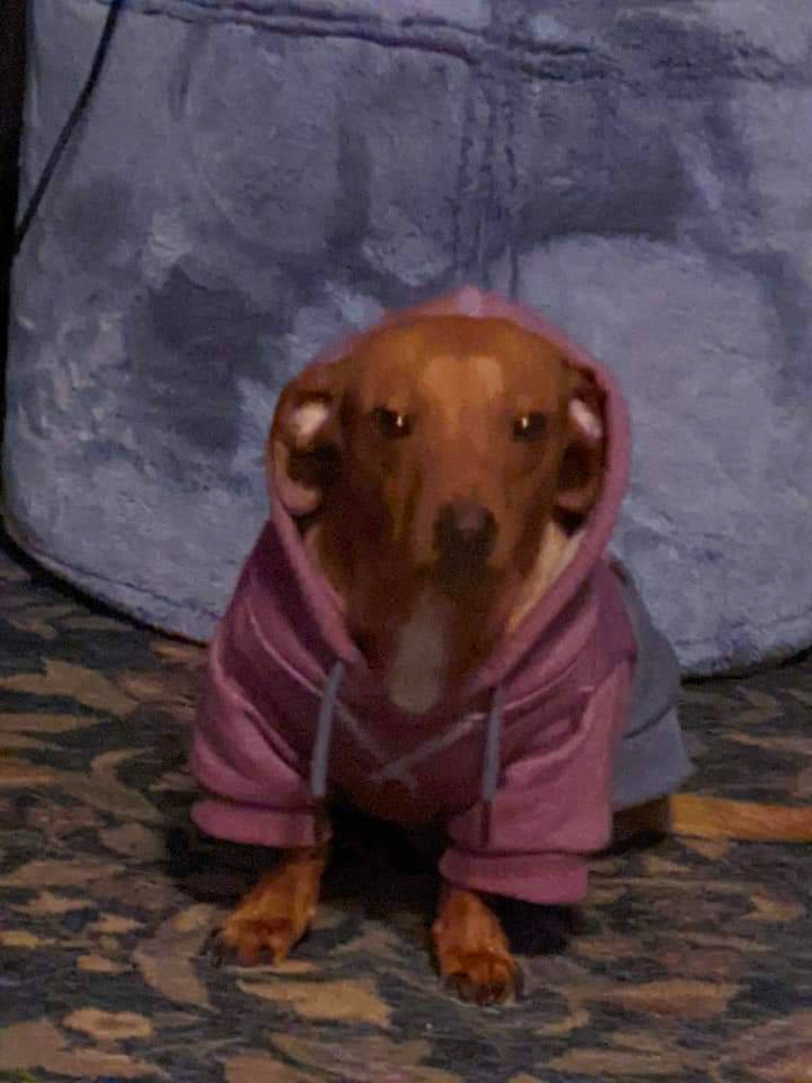 Ferdinand joined the competition — help win amazing prizes! ancient_dog_breeds, canidae, carnivore, companion_dog, dog, dog_breed, dog_clothes, dog_supply, fawn, flooring, guard_dog, liver, non_sporting_group, snout, sporting_group, terrestrial_animal, whiskers, wood, working_animal