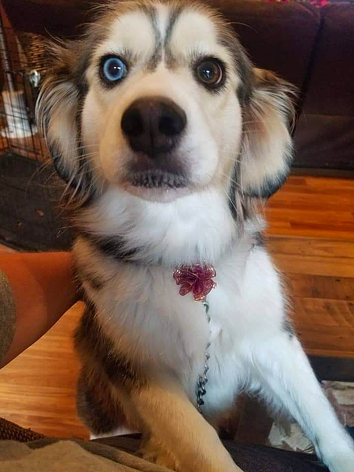 Aria joined the competition — help win amazing prizes! ancient_dog_breeds, canidae, carnivore, companion_dog, dog, dog_breed, ear, fawn, fur, puppy, smile, snout, sporting_group, terrestrial_animal, toy_dog, whiskers, working_dog