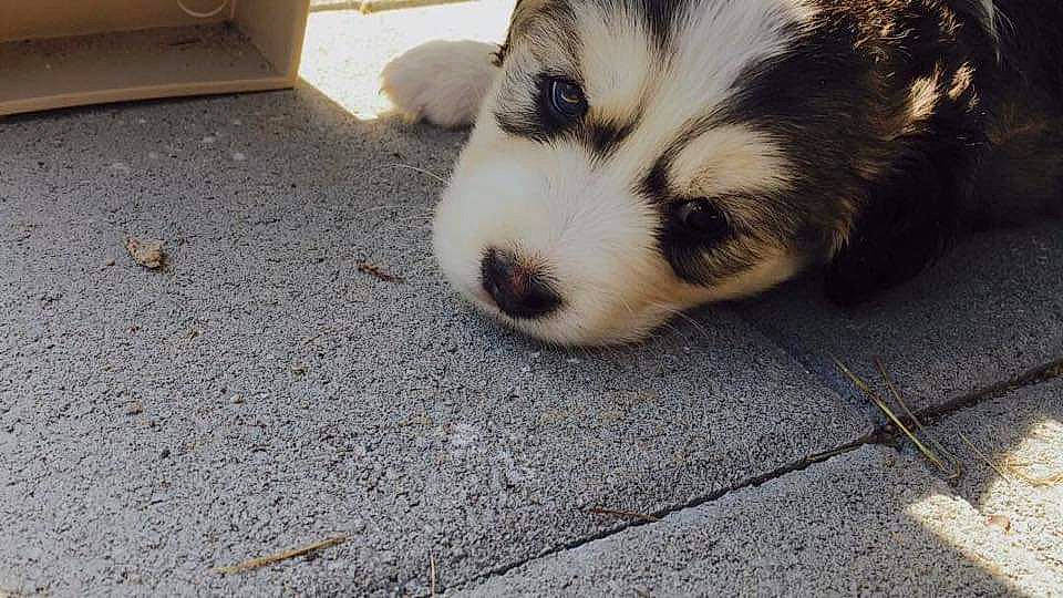 Aria is registered to the contest to win money with this photo: asphalt, canidae, carnivore, companion_dog, concrete, dog, dog_breed, flooring, fur, non_sporting_group, paw, puppy, road_surface, shadow, sporting_group, terrestrial_animal, tire, whiskers, wildlife