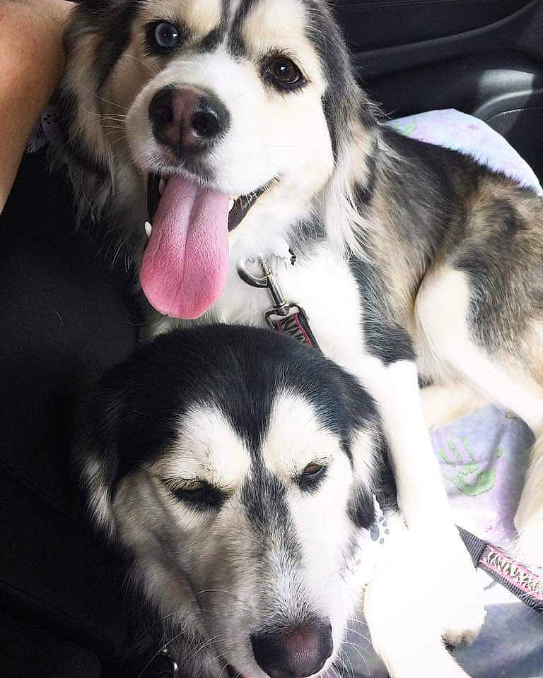 Aria is registered to the contest to win money with this photo: canidae, carnivore, companion_dog, dog, dog_breed, dog_supply, fawn, fur, happy, jaw, mammal, paw, photograph, puppy, snapshot, snout, sporting_group, whiskers, working_animal, working_dog