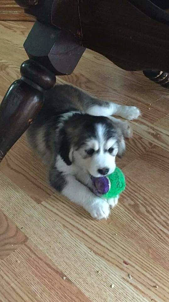 Aria is registered to the contest to win money with this photo: ball, carnivore, companion_dog, dog, dog_breed, flooring, fur, hardwood, herding_dog, paw, plank, sporting_group, terrestrial_animal, varnish, whiskers, wood, wood_flooring, wood_stain, working_animal, working_dog