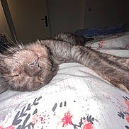 Arès a rejoint le concours — aidez-le/la à gagner de superbes lots ! cat, sleeping, stretching, bed, floral_bedspread, indoor, pet, feline, close_up, whiskers, nose, fur, relaxed, cozy, domestic_animal, animal, cute, resting, home, night