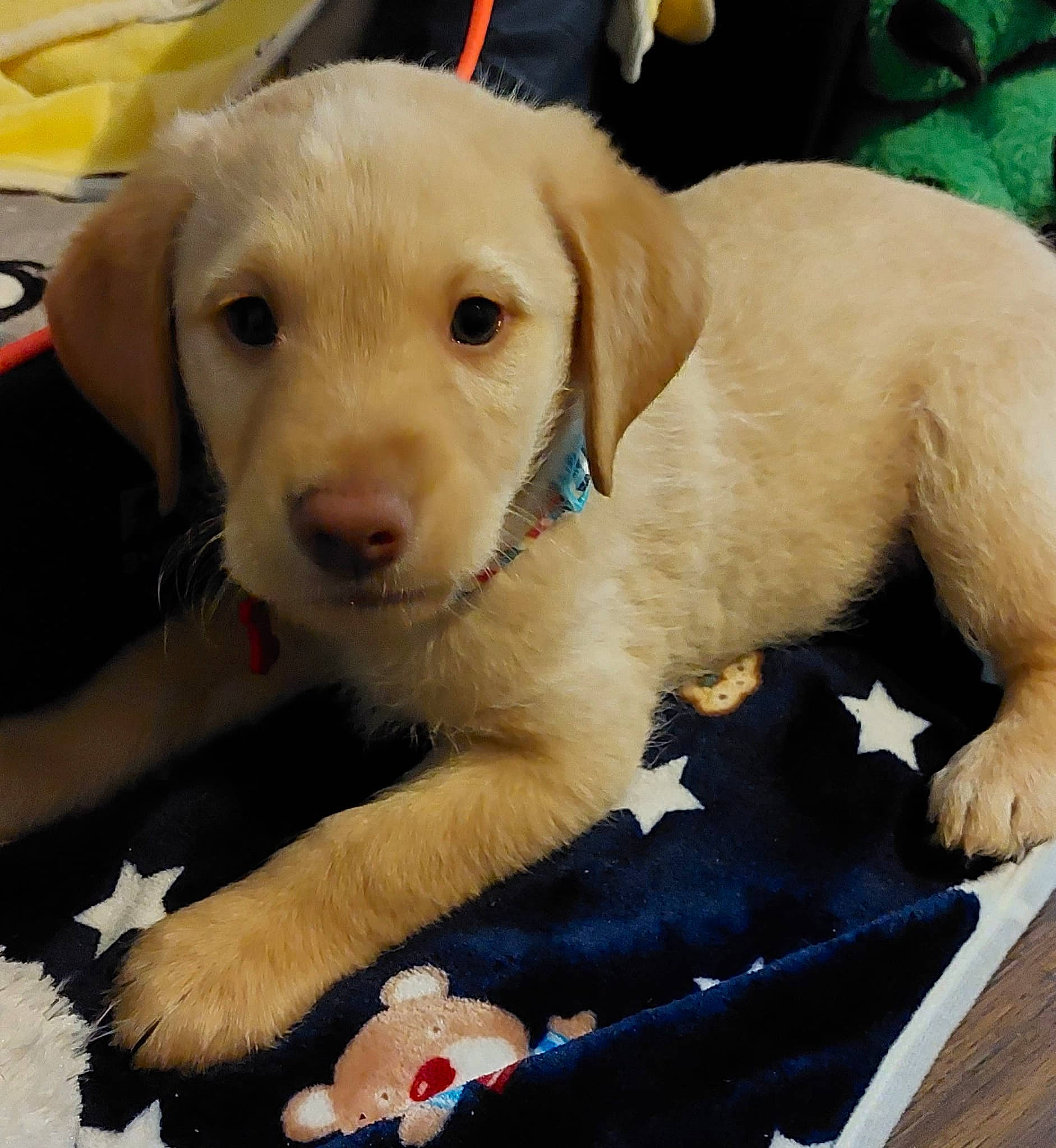 Bruno is registered to the contest to win money with this photo: carnivore, collar, comfort, companion_dog, dog, dog_breed, dog_collar, ear, fawn, fur, paw, pet_supply, plant, retriever, service, snout, sporting_group, tail, whiskers, working_animal