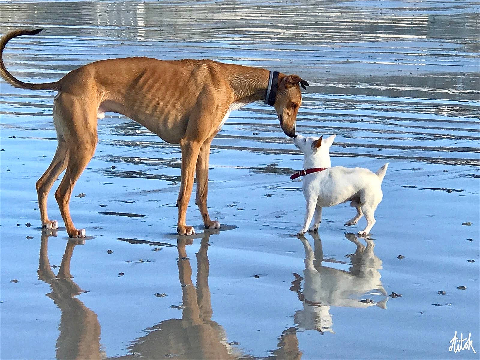 Idefix a rejoint le concours — aidez-le/la à gagner de superbes lots ! canidae, carnivore, companion_dog, dog, dog_breed, fawn, greyhound, liquid, liver, magyar_agar, mammal, rampur_greyhound, reflection, sighthound, sporting_group, tail, water, wetland, working_animal, working_dog