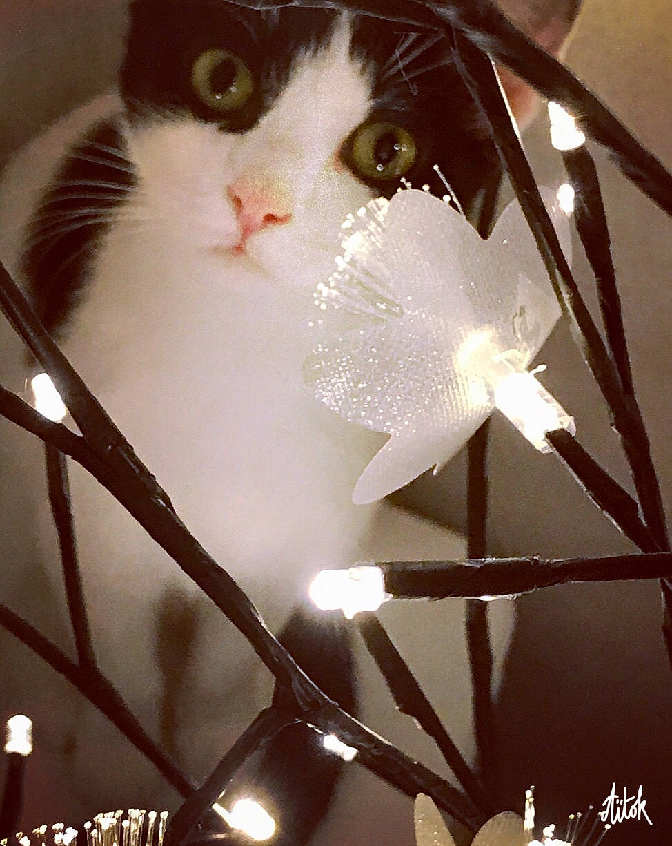 Poupoune participe au concours pour gagner de l'argent avec cette photo : carnivore, cat, domestic_short_haired_cat, felidae, fur, small_to_medium_sized_cats, snout, twig, whiskers