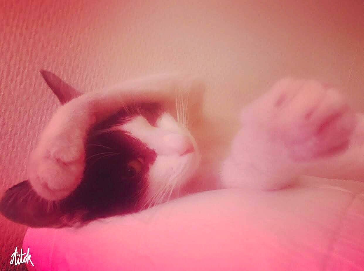 Poupoune a rejoint le concours — aidez-le/la à gagner de superbes lots ! carnivore, cat, close_up, comfort, felidae, fur, nap, paw, peach, pink, skin, sleep, small_to_medium_sized_cats, snout, tongue, whiskers