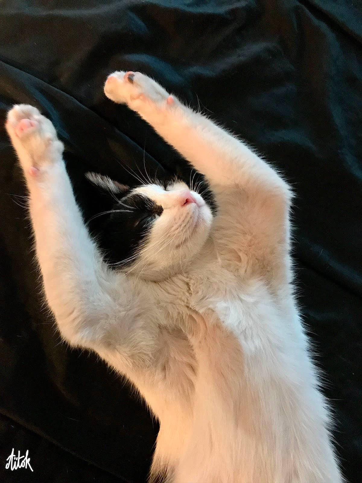 Poupoune participe au concours pour gagner de l'argent avec cette photo : carnivore, cat, felidae, fur, skin, small_to_medium_sized_cats, snout, vertebrate, whiskers