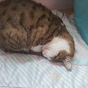 Guizemo participe au concours pour gagner de l'argent avec cette photo :