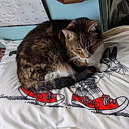 Riley joined the competition — help win amazing prizes! cat, tabby, pillow, cartoon, rabbits, red_sneakers, calendar, bedroom, indoor, pet, fur, animal, resting, cute, whiskers, tail, close_up, feline, home, relaxed