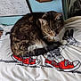cat, tabby, pillow, cartoon, rabbits, red_sneakers, calendar, bedroom, indoor, pet, fur, animal, resting, cute, whiskers, tail, close_up, feline, home, relaxed