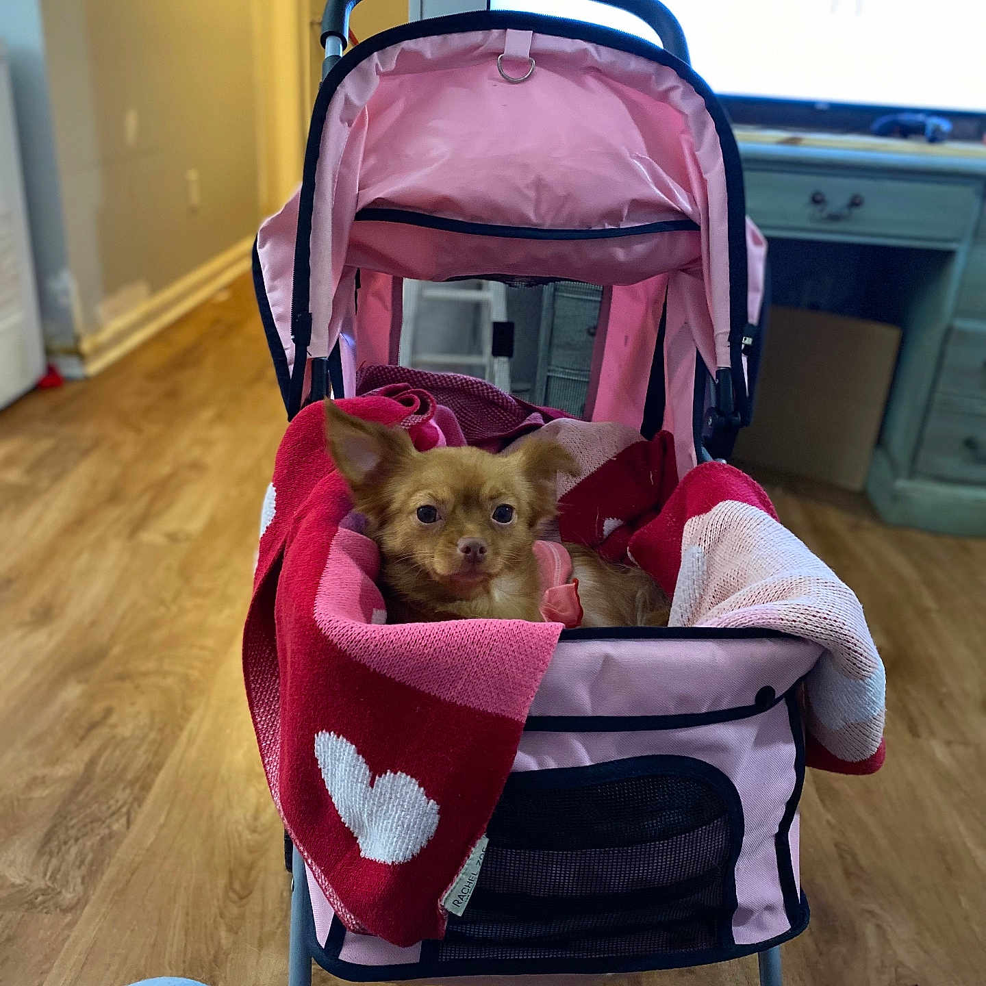 Princess Peapod joined the competition — help win amazing prizes! blanket, canine, cozy, cute, dog, furniture, heart_pattern, home, indoor, jeans, legs, pet, pink, red, relaxed, screen, small_dog, stroller, television, wooden_floor