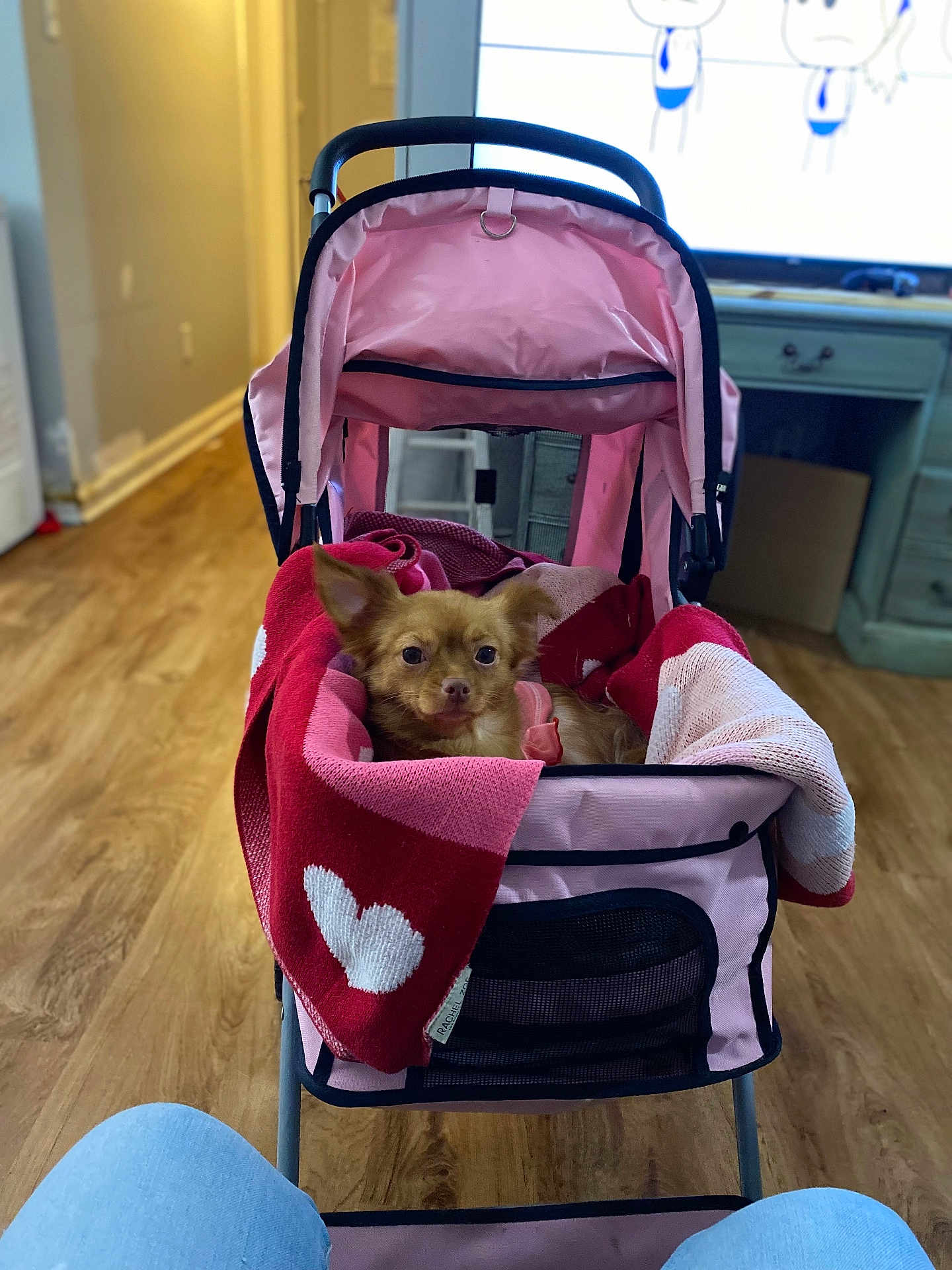Princess Peapod joined the competition — help win amazing prizes! blanket, canine, cozy, cute, dog, furniture, heart_pattern, home, indoor, jeans, legs, pet, pink, red, relaxed, screen, small_dog, stroller, television, wooden_floor